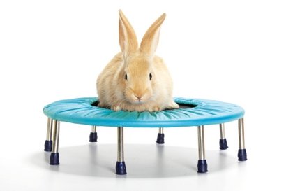 bunny-on-trampoline